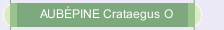 AUB&Eacute;PINE Crataegus O